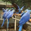 Hyacinth Macaws 