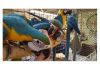 Ara ararauna Blue and Gold Macaws Parrots