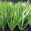 Indoor decoration use landscaping synthetic grass