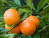 Kinnow Mandarin Oranges