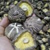 All Types of Dried Mushroom Shiitake Whole