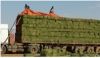 HIGH QUALITY UNRIVALLED BOMA RHODES HAY