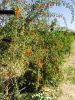 Fresh Organic Goji Ber...