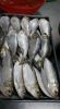 frozen sardines fish whole round