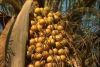 Bocaiuva (Acrocomia Ac...