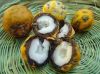 Bocaiuva (Acrocomia Ac...