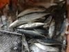 Frozen round scad fish horse mackerel  Decapterus macrosoma