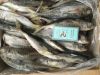 Big eys horse mackerel  Yellow tail scad Decapterus matuadsi