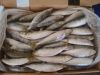 All size sardine for canning and bait sardinella loniceps light purse seine