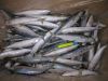 Frozen round scad fish horse mackerel  Decapterus macrosoma