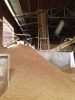 Fresh Wood Sawdust for Animal Bedding