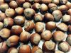 Hazelnuts / Filberts from Georgia