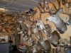 Varieties of Taxidermy mounts Available for sale