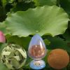 Professional manufacturer supply pure Lotus leaf Extract Nuciferine and lotus flavone