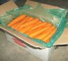 Fresh Carrots From Vietnam with Best price