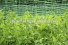 High tensile extruded oriented PP plant support trellis netting