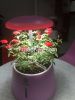 Plastic hydroponics flower Pot