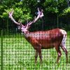 PP poly deer fence net/ deer fence /deer net