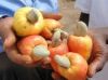 Raw Cashew Nuts | Best Quality Raw Cashew Nuts