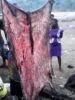 Donkey skin exporter
