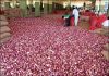 Red Nasik Onions, Non-...