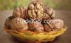 walnut in shell
