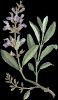 Herbal Tea: Salvia Off...