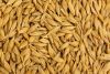 Top Quality Barley