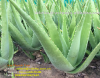 aloe vera leaf