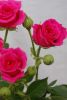 Roses spray yunita