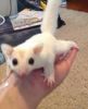 Sugar Gliders - Exotic Animals for Sale