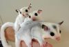 Sugar Glider Babies,Young Sugar Gliders