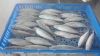 Frozen Pacific Mackerel