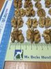 Walnuts kernels