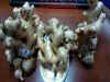 Fresh Ginger From Viet Nam good quality with low price