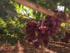 RED GLOBE GRAPES