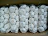 Wholesale Fresh Garlic Pure White Garlic