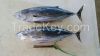 skipjack & yellow fin tuna