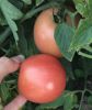 Tomatoes red round