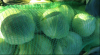 High-Quality Cabbage By Wholesale