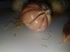 Fresh lemons, Garlic, ...