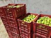 Fresh lemons, Garlic, ...