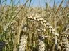 Wheat all grades and k...