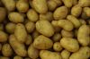 Organic Brushed Irish Potatoes