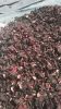 Dried Hibiscus Flower