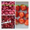 2016 crop Frozen strawberry/ IQF strawberry/ Kosher, BRC, HACCP/ Frozen fruits