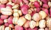 Pure Natural Kola Nut ...