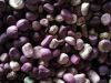 Pure Natural Kola Nut ...