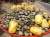 Raw and Processed Cashew Nuts For Sale