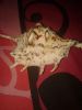 Seashells